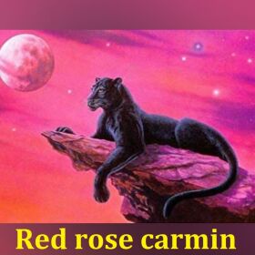 red rose carmin